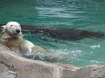 Polar Bear - Photo by Terri Shuffield (Cincinnati Zoo)