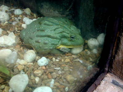 Africa Bullfrog - NC Photo by Tom Gillespie