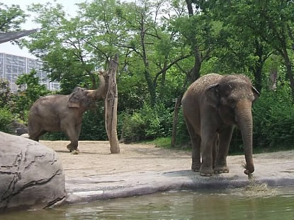Asian Elephant - Photo by Terri Shuffield (Cincinnati Zoo)