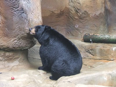 Black Bear - Photo by Terri Shuffield (Cincinnati Zoo)
