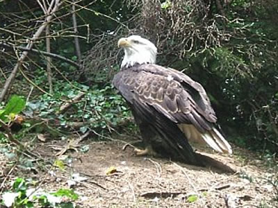 Eagle - Photo by Terri Shuffield (Cincinnati Zoo)