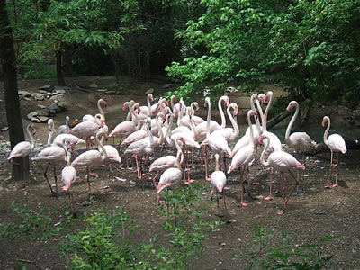 Flamingos - Photo by Terri Shuffield (Cincinnati Zoo)