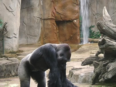 Gorilla - Photo by Terri Shuffield (Cincinnati Zoo)