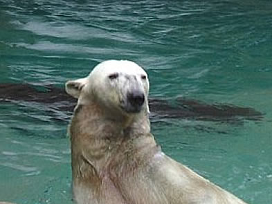 Polar Bear - Photo by Terri Shuffield (Cincinnati Zoo)