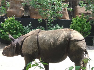 Rhinoceros - Photo by Terri Shuffield (Cincinnati Zoo)